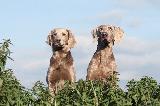 WEIMARANER (poil long et ras - short and long hair)